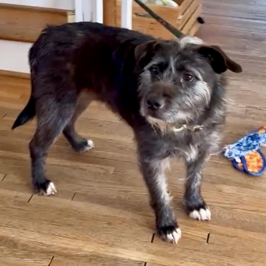 Enlarge LeeLoo in Maine RC, an adoptable mixed breed in Standish, ME image 5/6