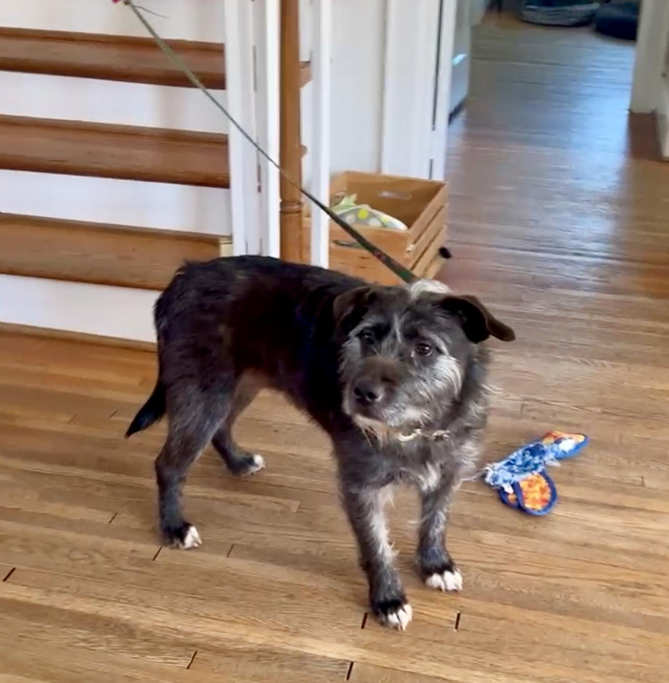 Enlarge LeeLoo, an adoptable mixed breed in South Portland, ME image 2/4