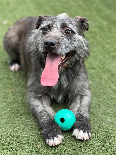 LeeLoo, adoptable, Adult Female Wirehaired Terrier.