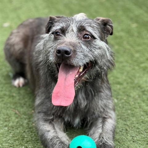 Enlarge LeeLoo in Maine RC, an adoptable mixed breed in Standish, ME image 3/6