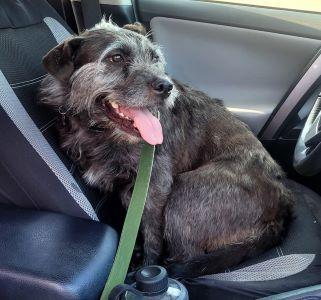 Enlarge LeeLoo In Maine, an adoptable mixed breed in South Portland, ME image 6/6