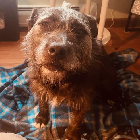LeeLoo in Maine RC, adoptable, Adult Female Wirehaired Terrier.