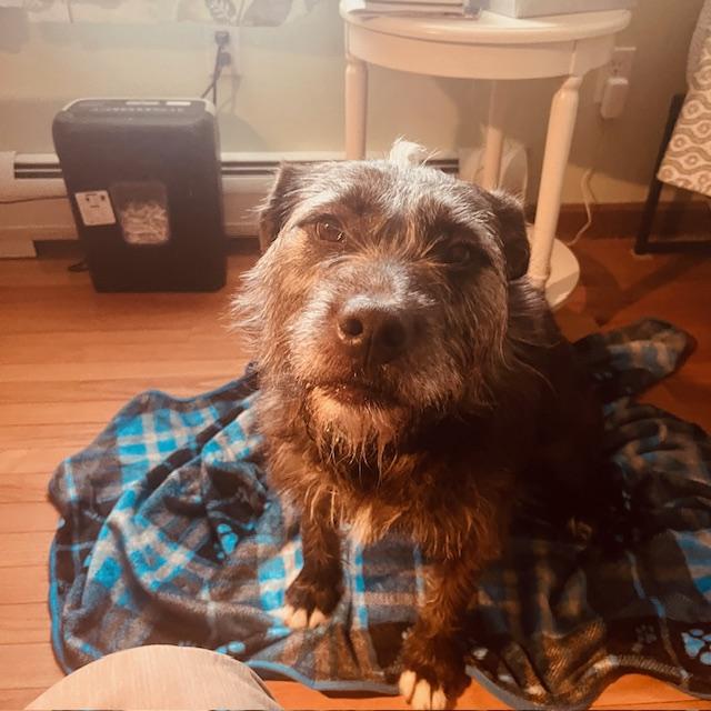 LeeLoo In Maine, an adoptable mixed breed in South Portland, ME image 6/6