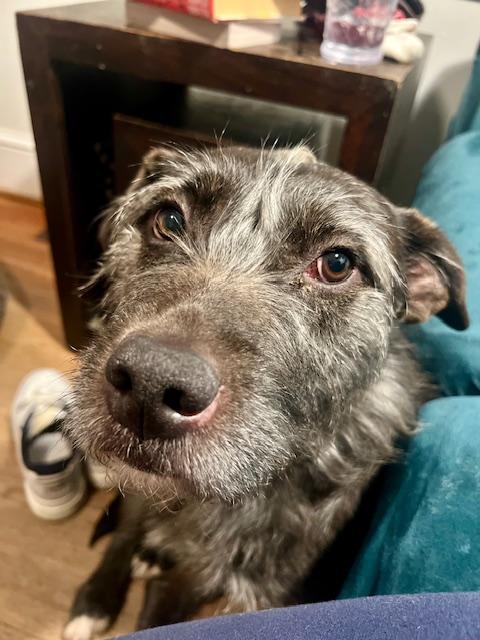 Enlarge LeeLoo, an adoptable mixed breed in South Portland, ME image 3/4