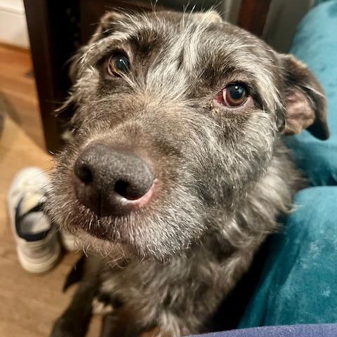 Enlarge LeeLoo In Maine, an adoptable mixed breed in South Portland, ME image 2/6