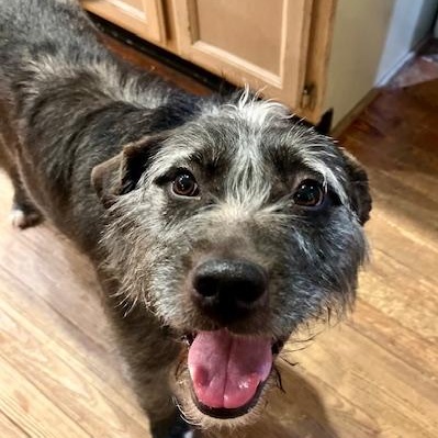 LeeLoo in Maine RC, adoptable, Adult Female Wirehaired Terrier.