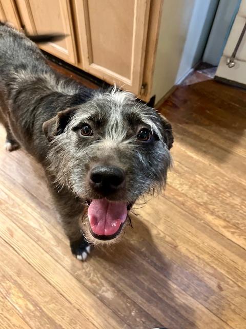 Enlarge LeeLoo, an adoptable mixed breed in South Portland, ME image 4/4