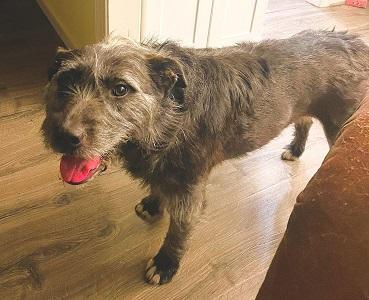 Enlarge LeeLoo In Maine, an adoptable mixed breed in South Portland, ME image 5/6