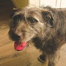 Enlarge LeeLoo in Maine RC, an adoptable mixed breed in Standish, ME image 6/6