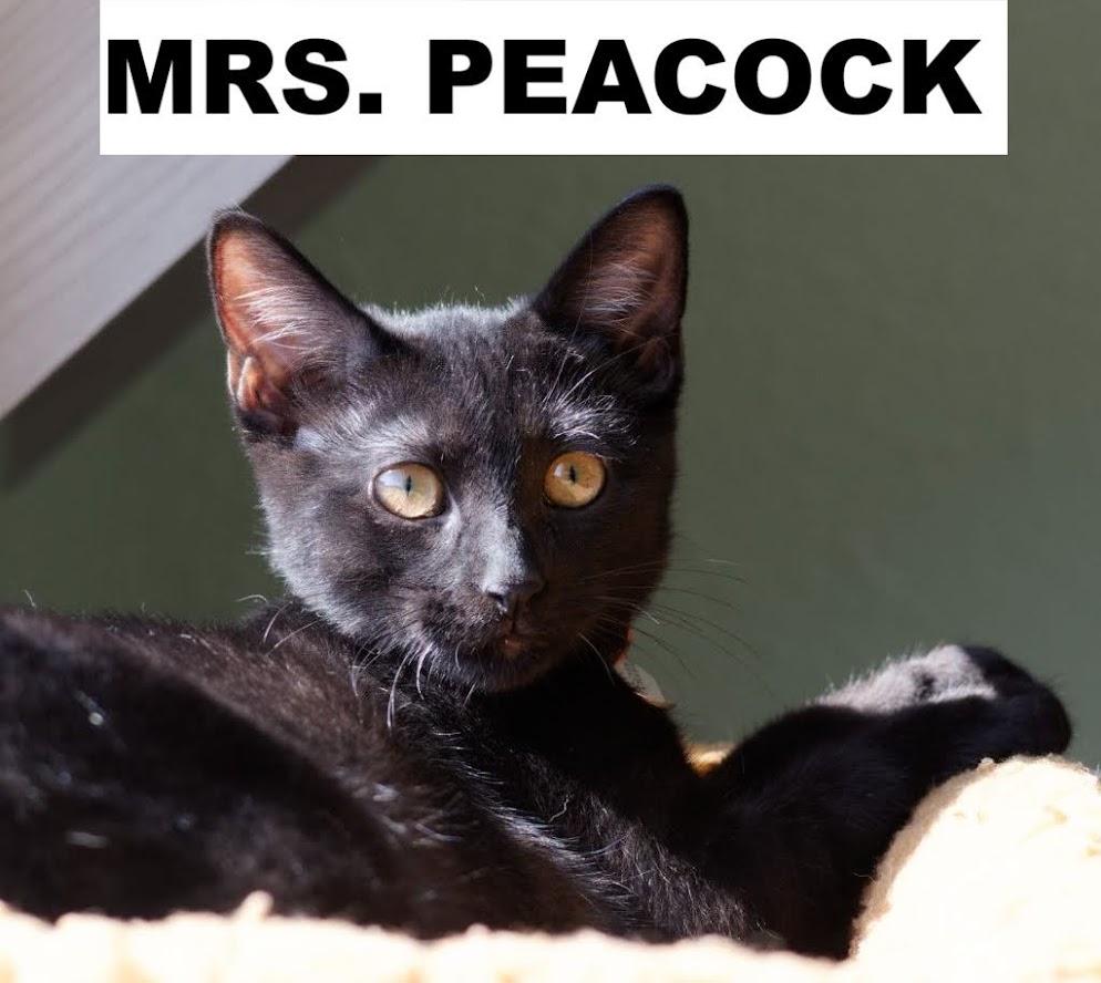 Mrs. Peacock, Adoptable, Young Female Domestic Short Hair.