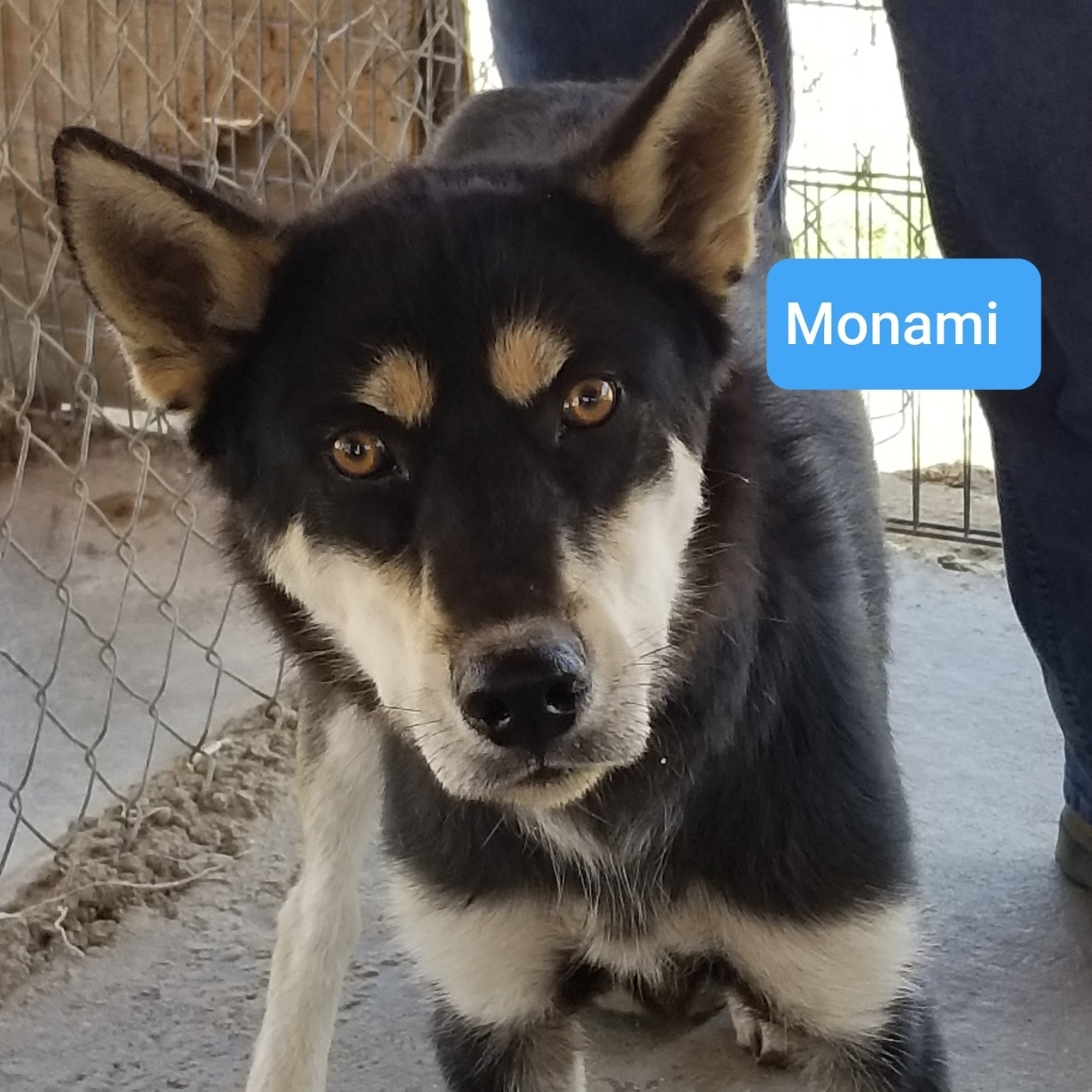 Monami, a Adoptable mixed breed in Mojave, CA image 1/8