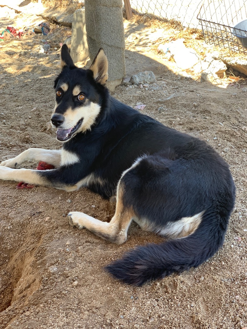Monami, a Adoptable mixed breed in Mojave, CA image 2/8
