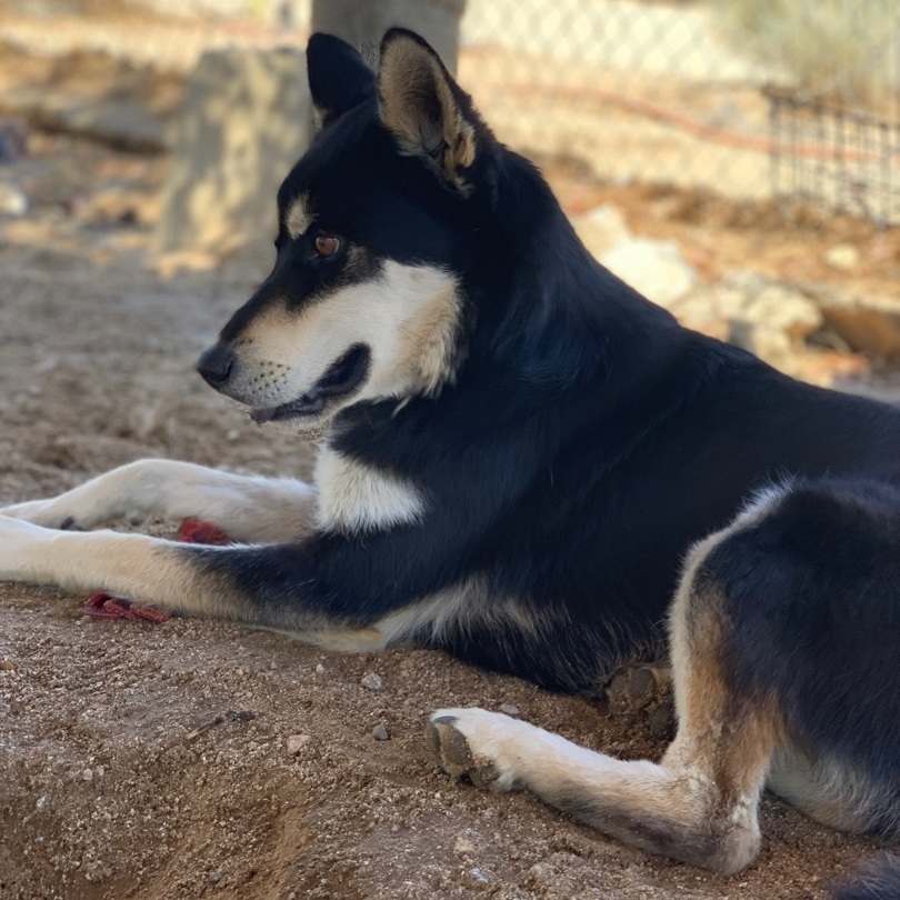 Monami, a Adoptable mixed breed in Mojave, CA image 3/8