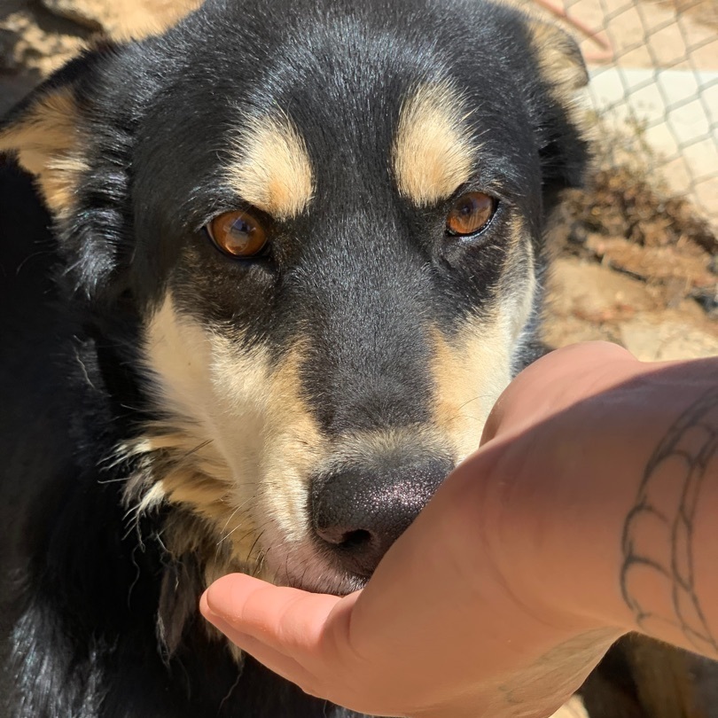 Monami, a Adoptable mixed breed in Mojave, CA image 4/8