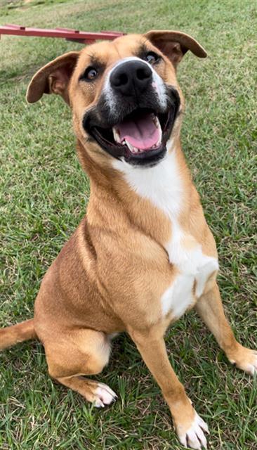 Enlarge CHARLOTTE, a Adoptable Labrador Retriever in Rosenberg, TX image 1/1