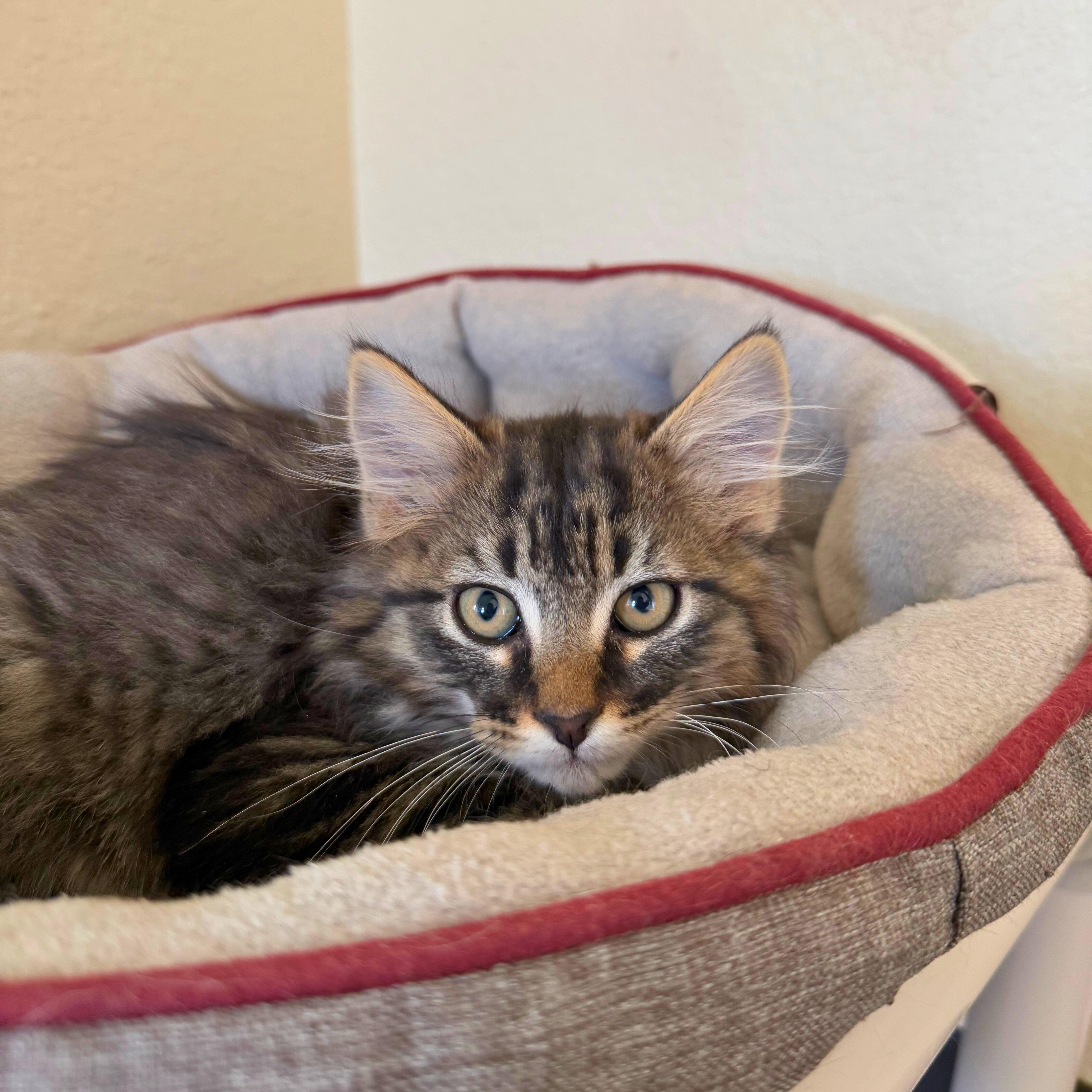 Max, a Adoptable Domestic Medium Hair in Ridgway, CO image 1/3