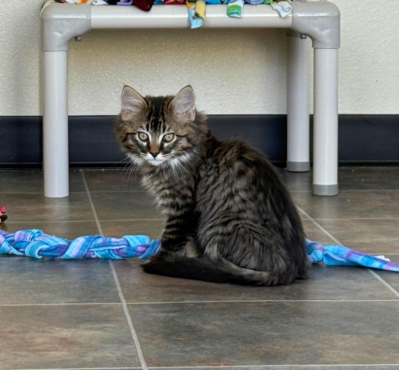 Max, a Adoptable Domestic Medium Hair in Ridgway, CO image 2/3