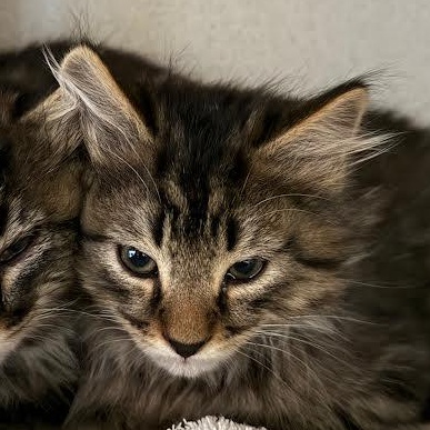 Max, a Adoptable Domestic Medium Hair in Ridgway, CO image 3/3