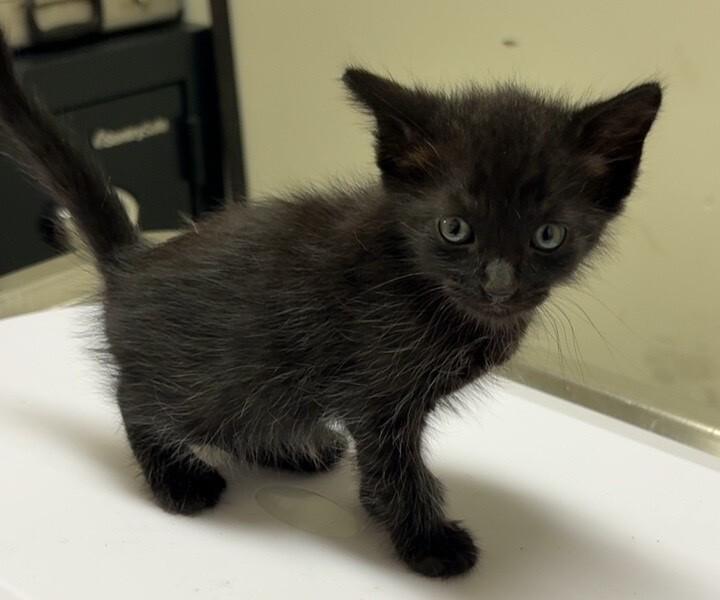Enlarge Charity, a Adoptable Domestic Medium Hair in Katy, TX image 1/2