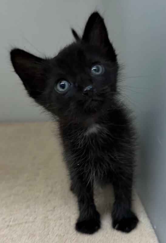 Enlarge Charity, a Adoptable Domestic Medium Hair in Katy, TX image 2/2