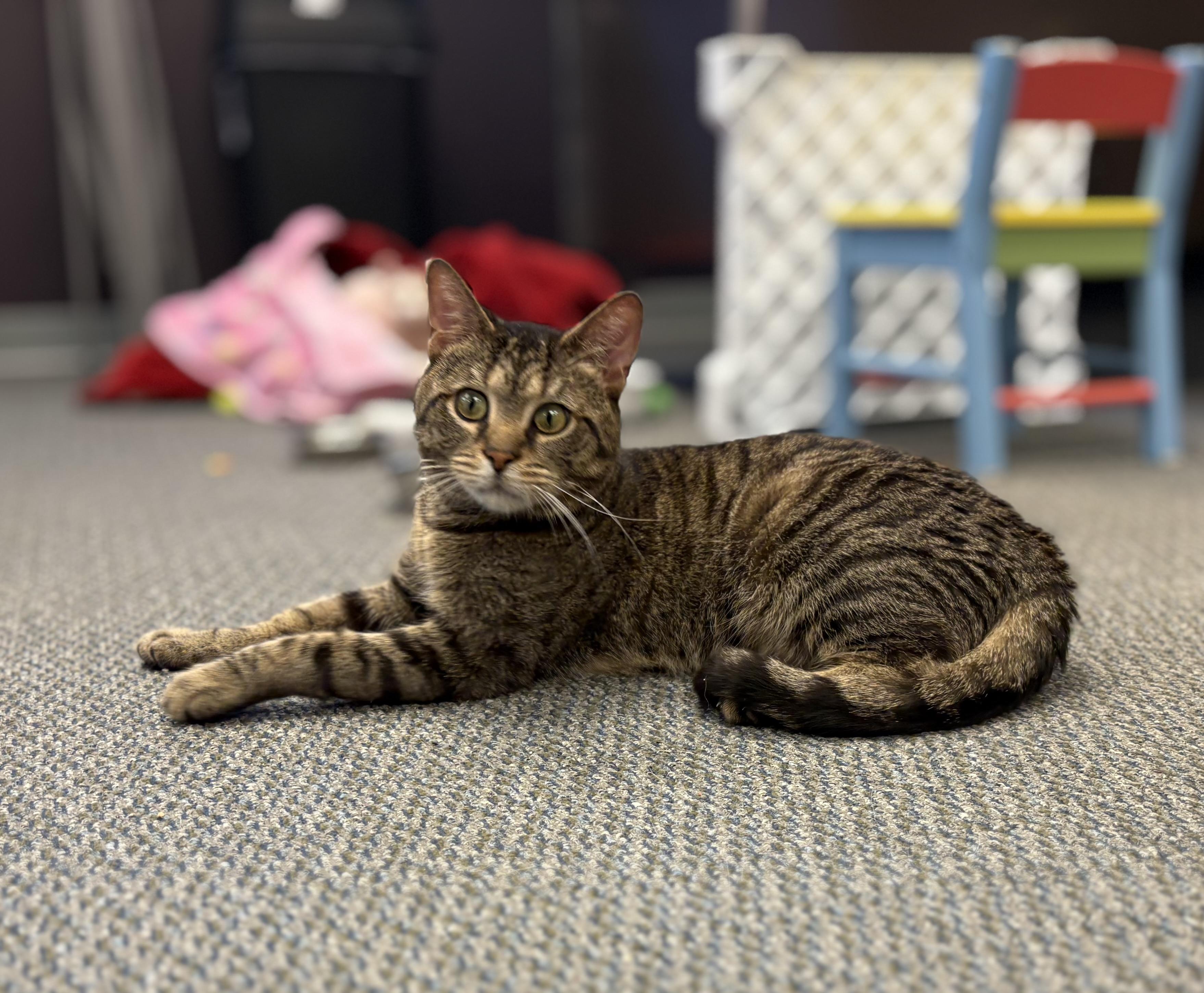 Enlarge Tailspin, a Adoptable Domestic Short Hair in New Baltimore, MI image 1/1