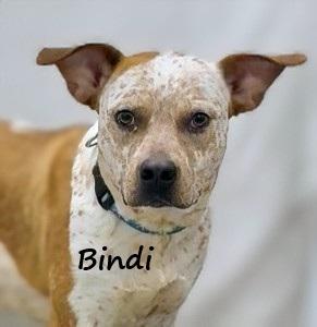Bindi, ADOPTABLE, Young Female Cattle Dog.