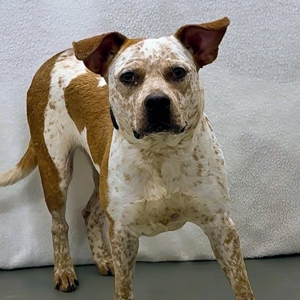Enlarge Bindi, a ADOPTABLE mixed breed in Aurora, NE image 2/2