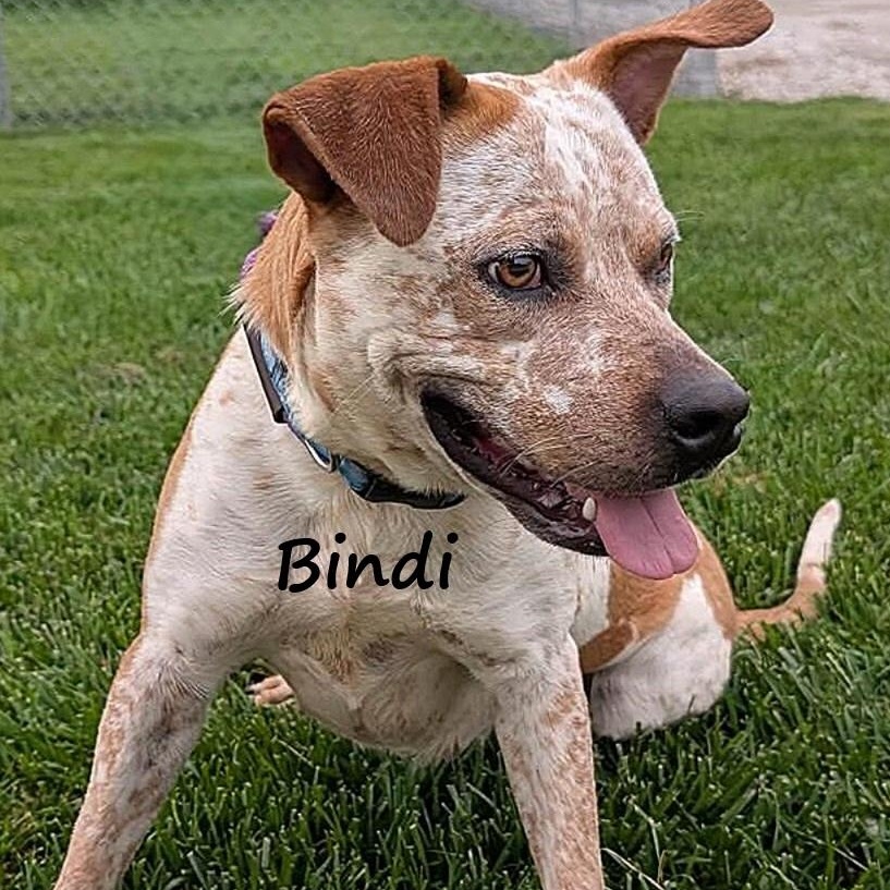Bindi, ADOPTABLE, Young Female Cattle Dog.