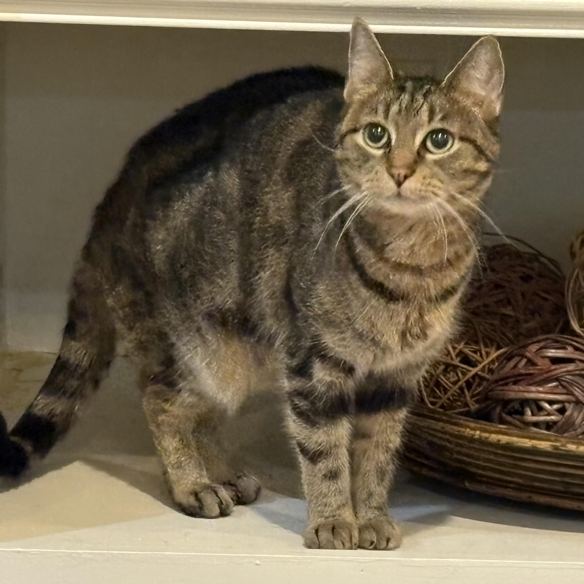 HEIDI, Adoptable, Adult Female American Shorthair & Domestic Short Hair.