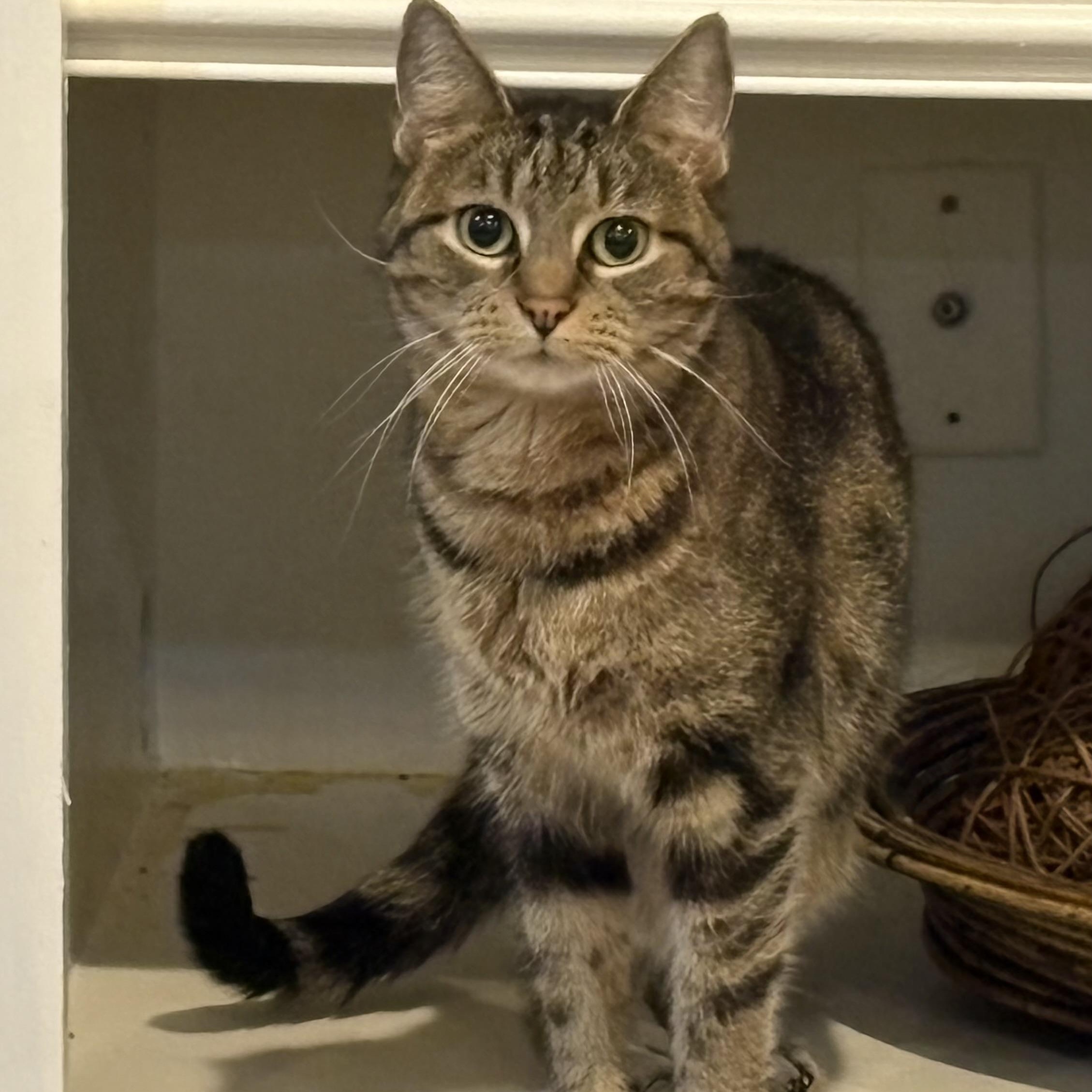 HEIDI, a Adoptable mixed breed in Columbus, OH image 2/3