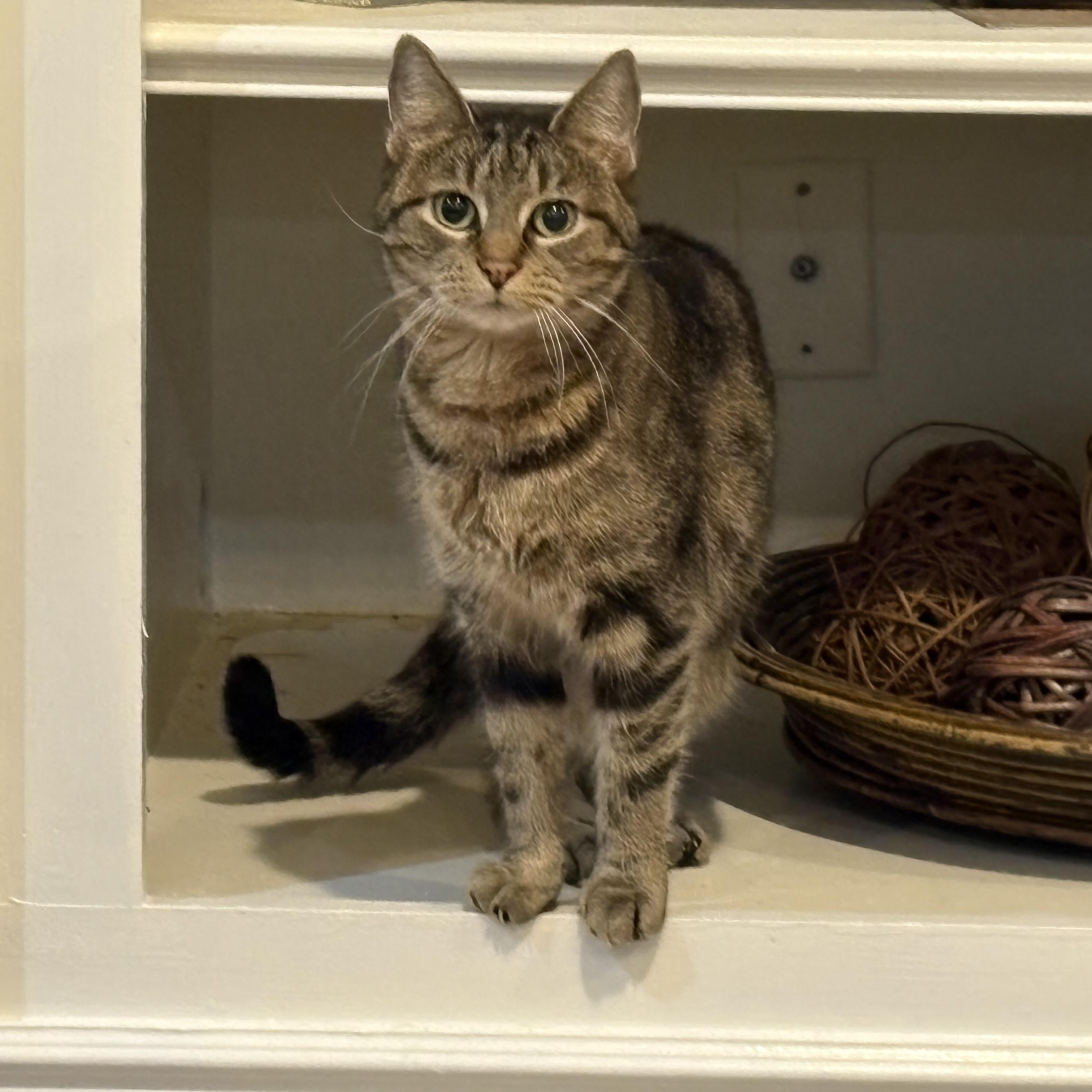 HEIDI, a Adoptable mixed breed in Columbus, OH image 3/3