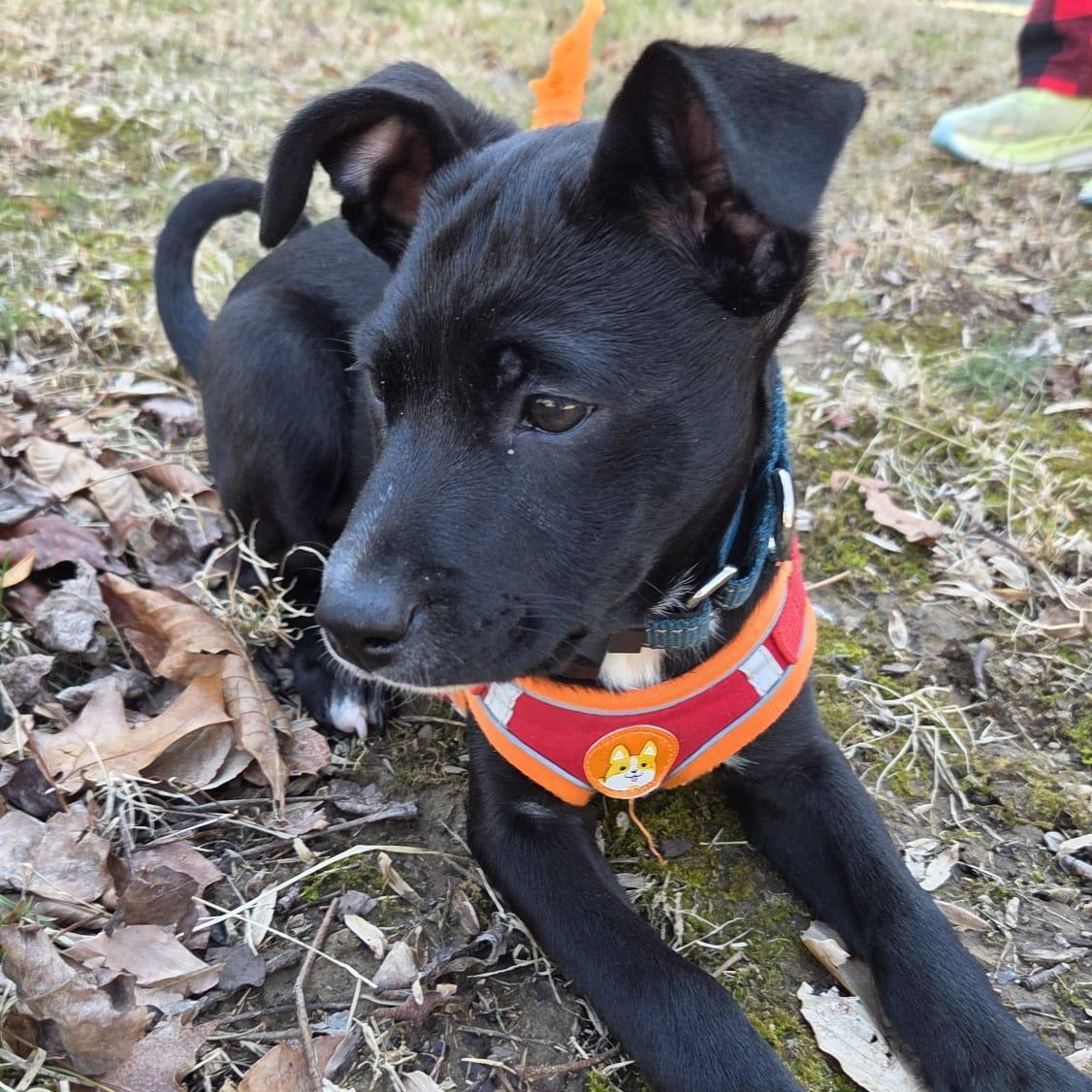 Astrid, a ADOPTABLE mixed breed in Baltimore, MD image 3/6