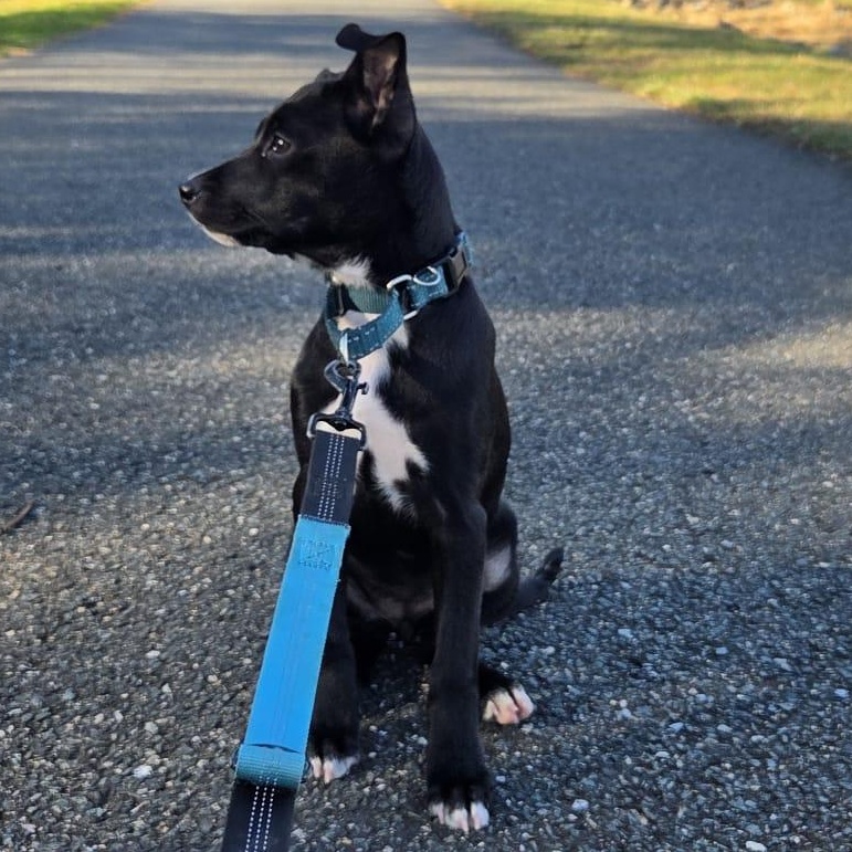 Astrid, a ADOPTABLE mixed breed in Baltimore, MD image 5/6