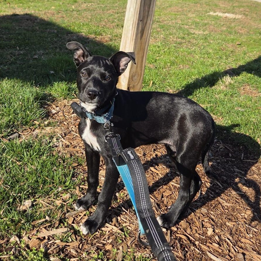Astrid, a ADOPTABLE mixed breed in Baltimore, MD image 6/6