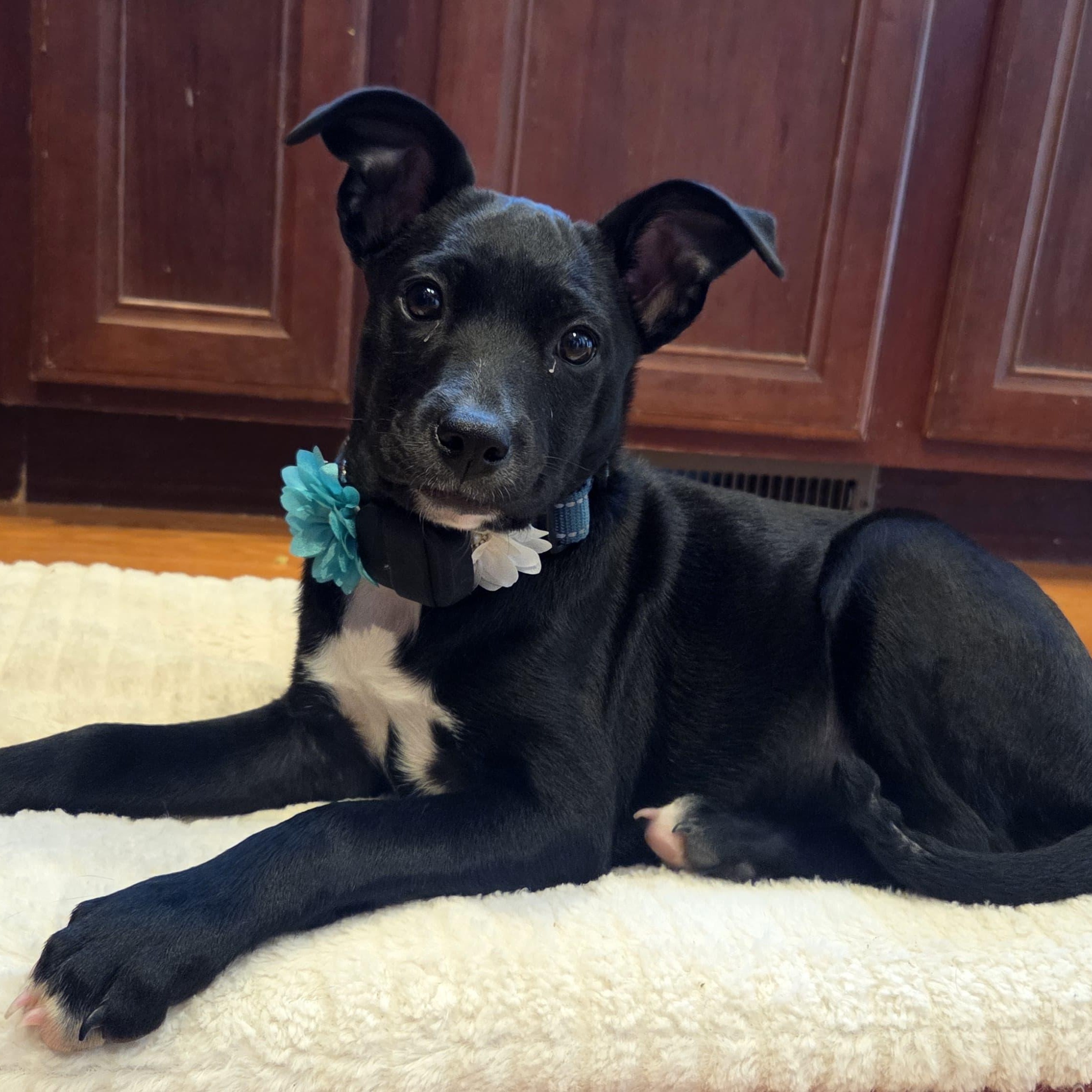 Astrid, a ADOPTABLE mixed breed in Baltimore, MD image 4/6