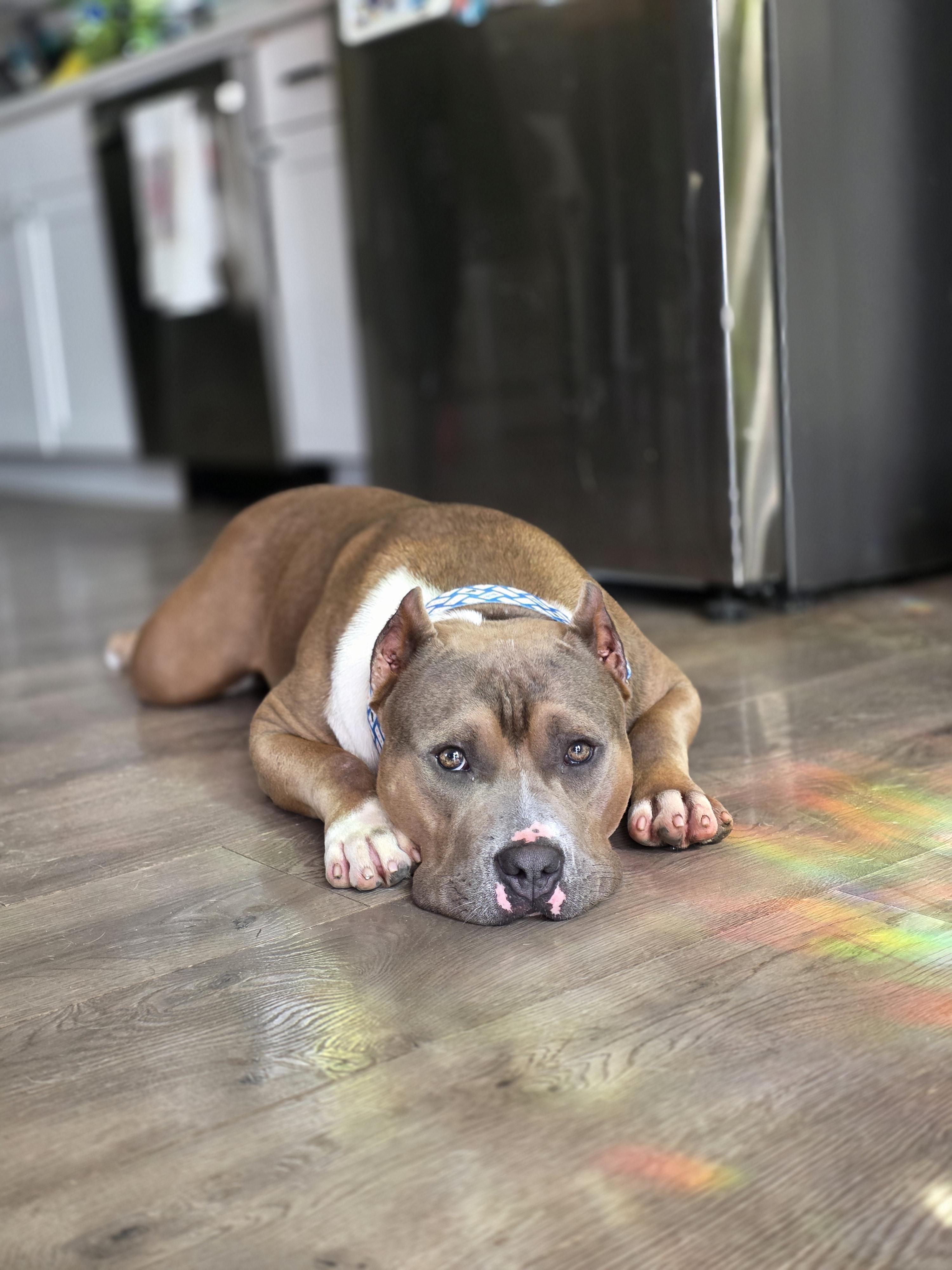 Cheech, Adoptable, Adult Male American Staffordshire Terrier.