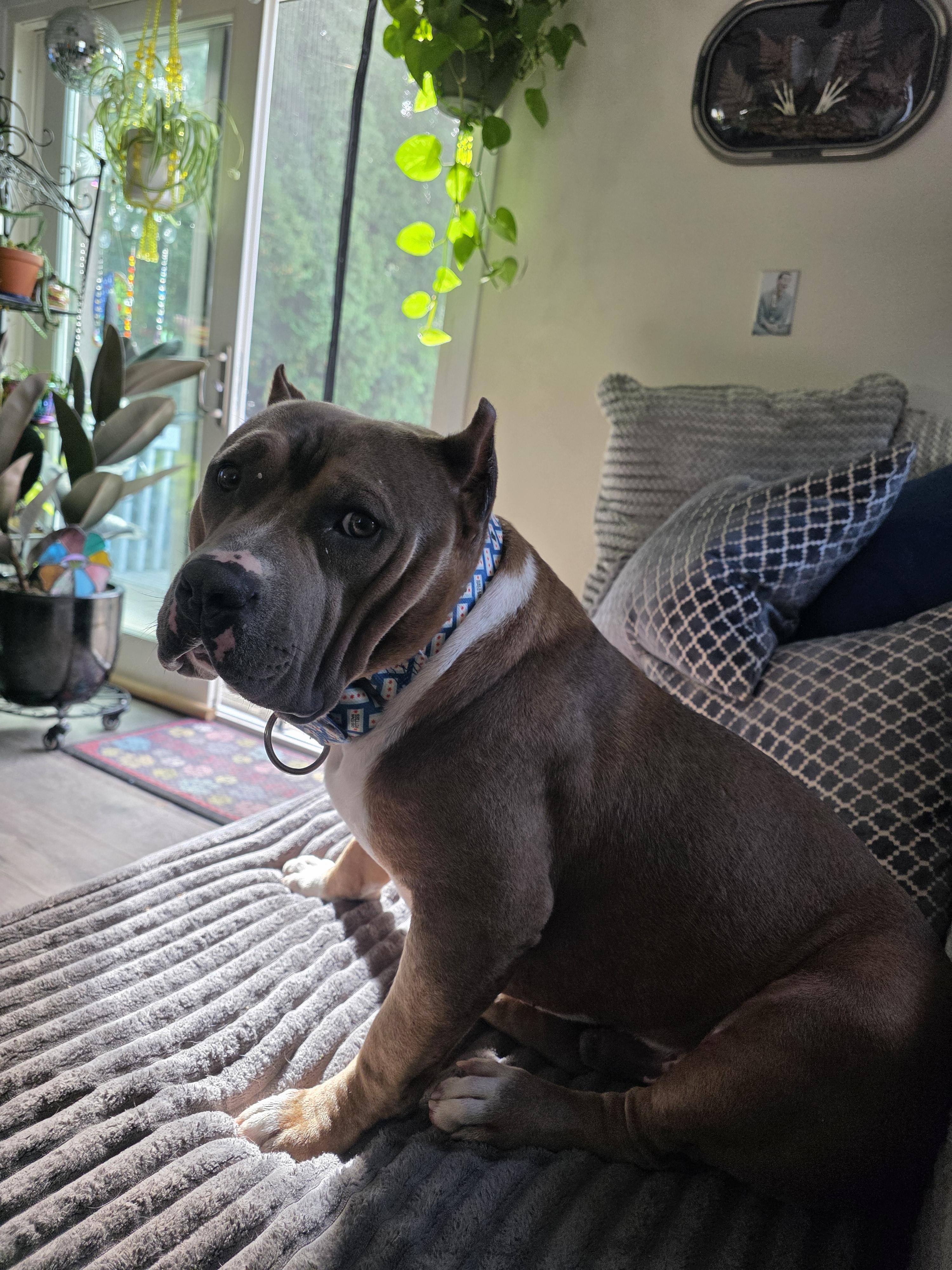 Enlarge Cheech, a Adoptable American Staffordshire Terrier in Wheaton, IL image 2/6