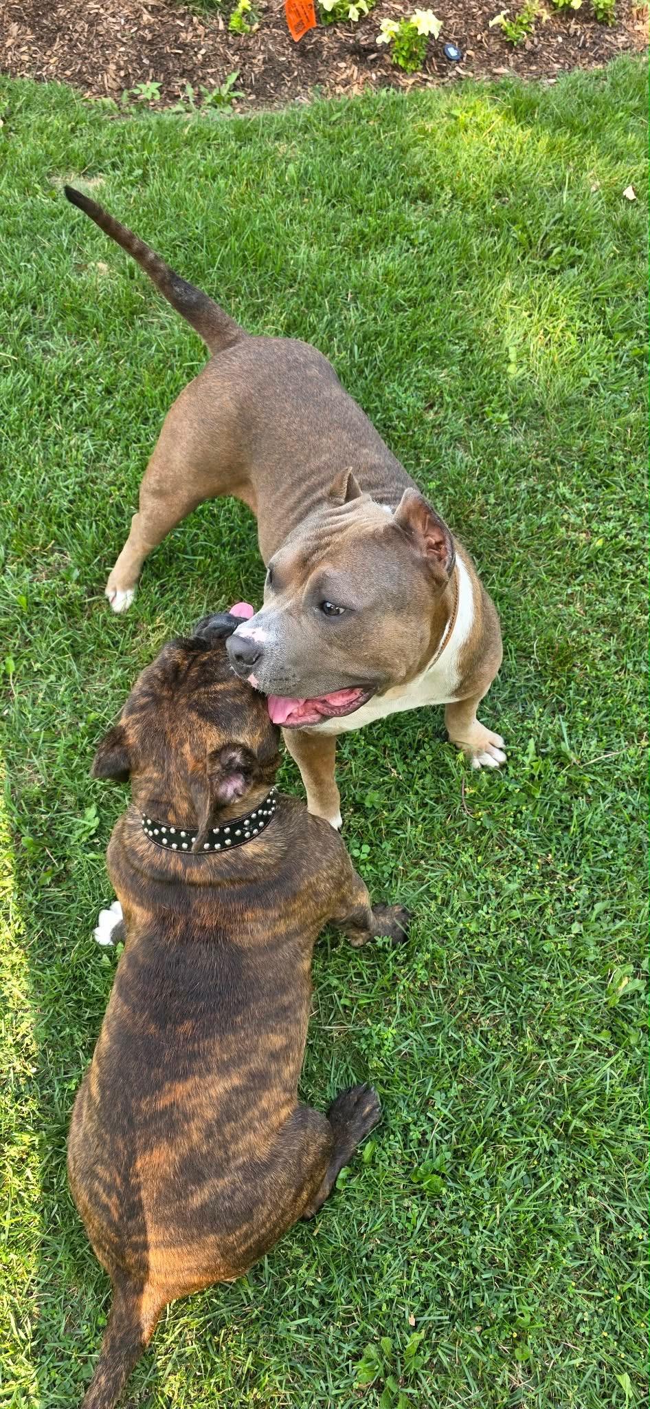 Enlarge Cheech, a Adoptable American Staffordshire Terrier in Wheaton, IL image 3/6