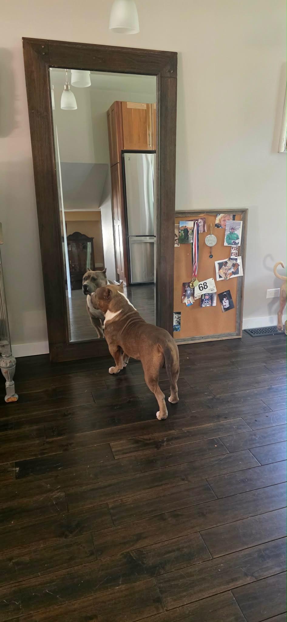 Enlarge Cheech, a Adoptable American Staffordshire Terrier in Wheaton, IL image 5/6
