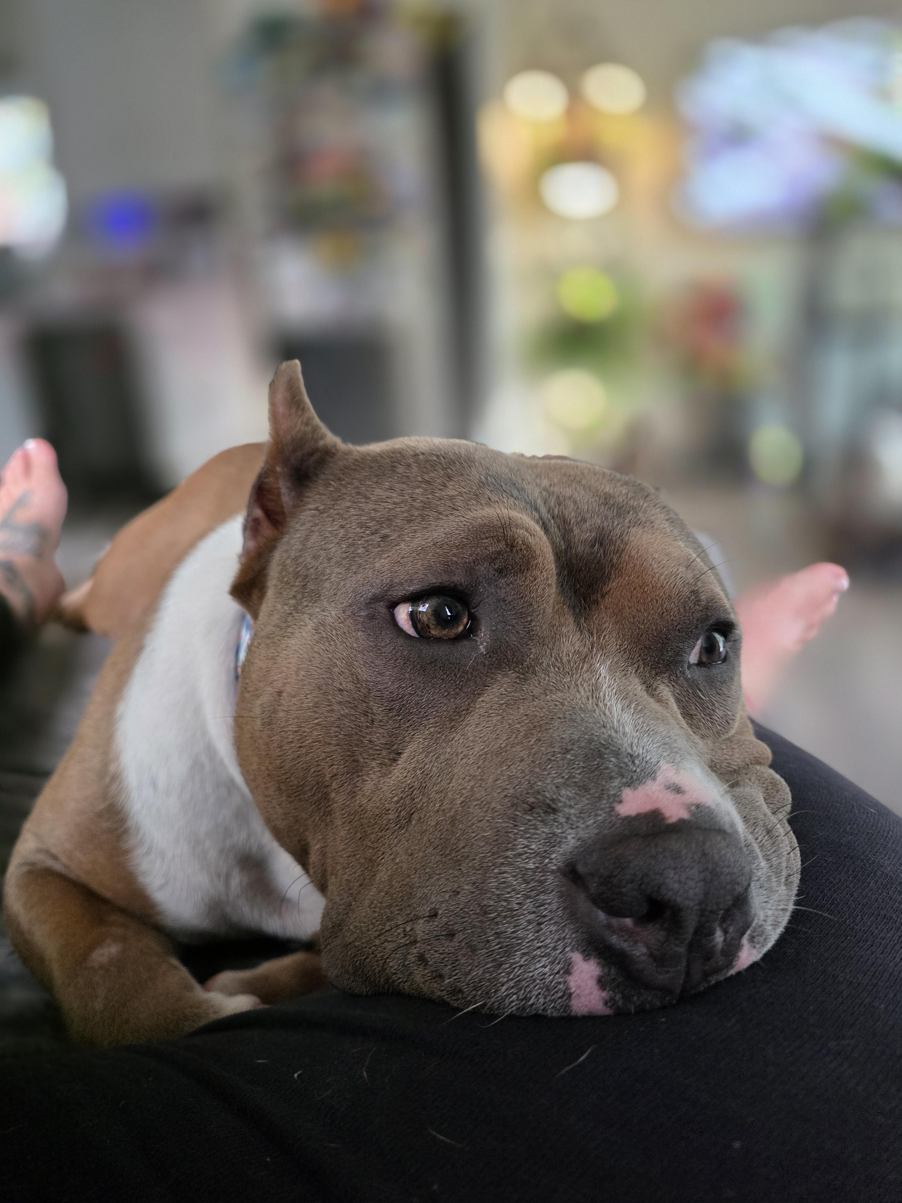 Enlarge Cheech, a Adoptable American Staffordshire Terrier in Wheaton, IL image 6/6