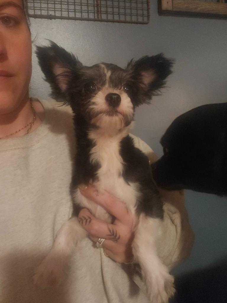 Enlarge Oreo, a Adoptable mixed breed in Owatonna, MN image 3/3