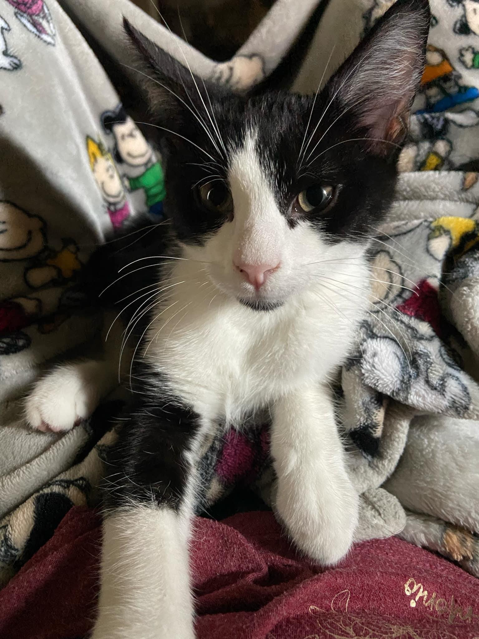 Oreo, an adopted Domestic Short Hair in Oklahoma City , OK_image-1