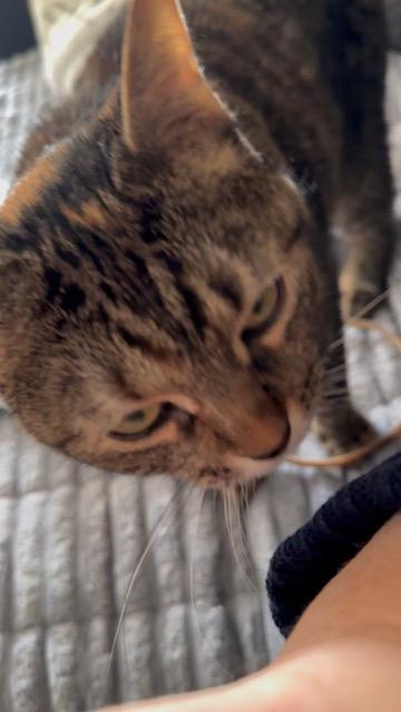 Enlarge Blanket! Warm and snuggly and like to chat!, a Adoptable American Shorthair in Montclair, NJ image 3/6