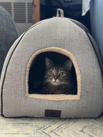 Enlarge Blanket! Warm and snuggly and like to chat!, a Adoptable American Shorthair in Montclair, NJ image 1/6
