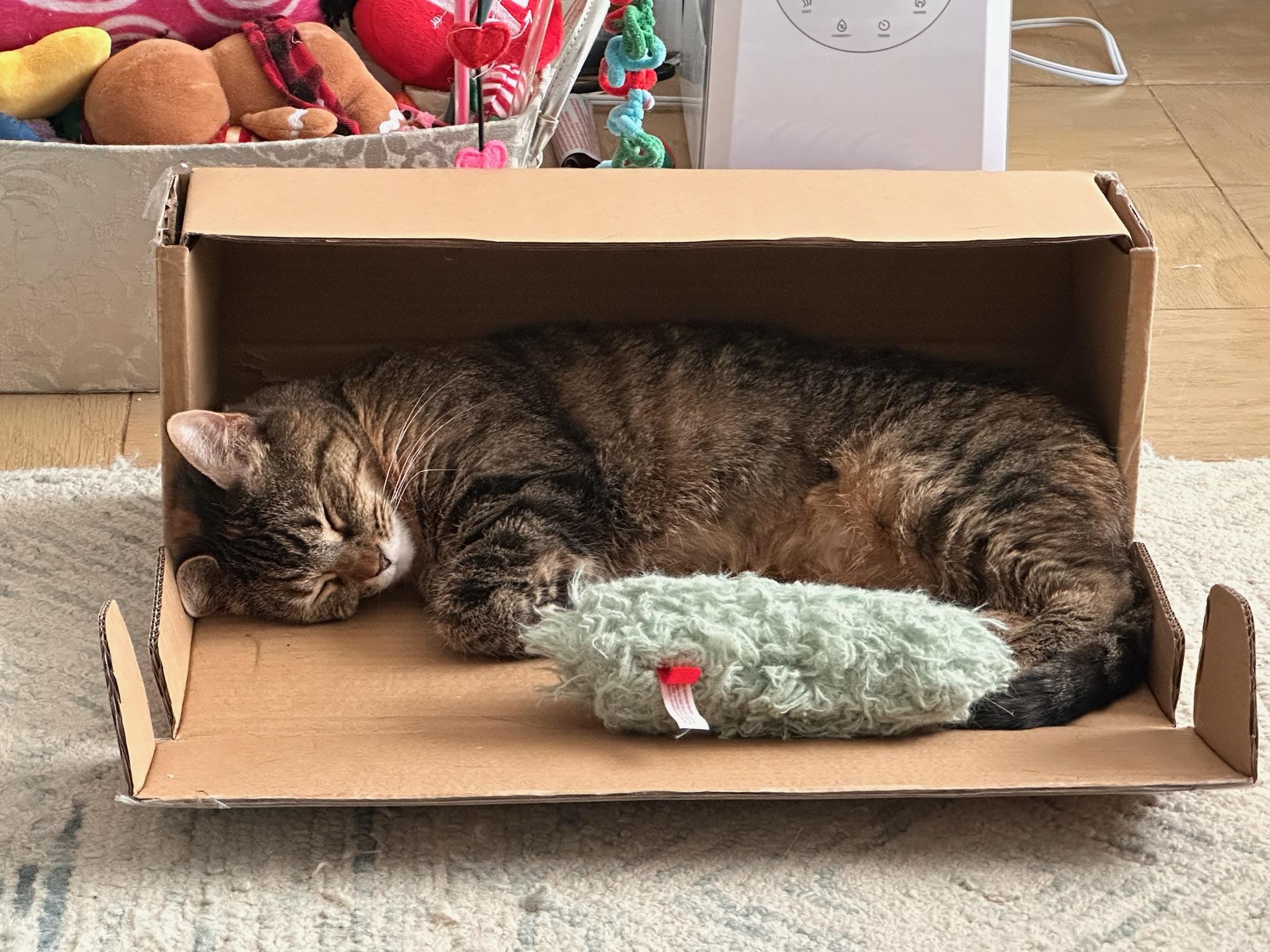 Enlarge Blanket! Warm and snuggly and like to chat!, a Adoptable American Shorthair in Montclair, NJ image 2/6