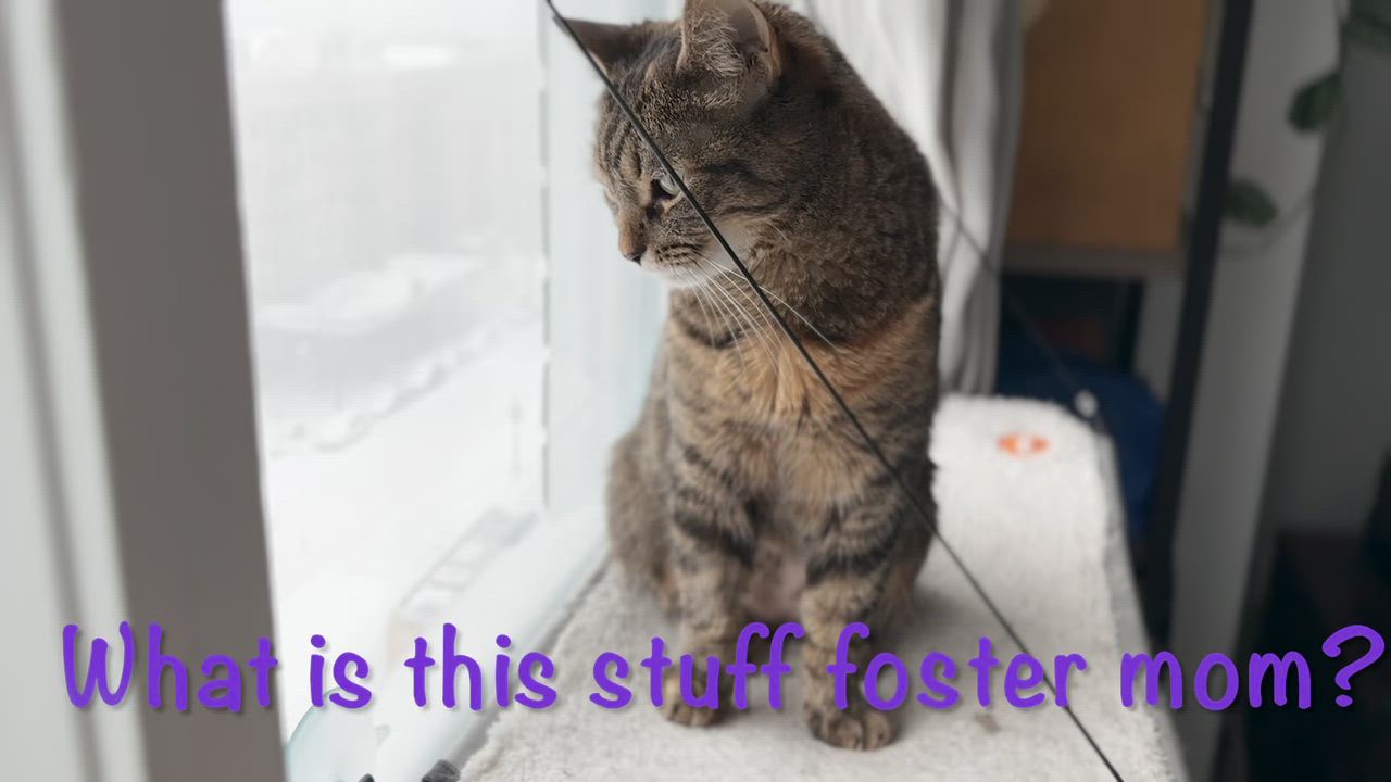 Enlarge Blanket! Warm and snuggly and like to chat!, a Adoptable American Shorthair in Montclair, NJ video 6/6