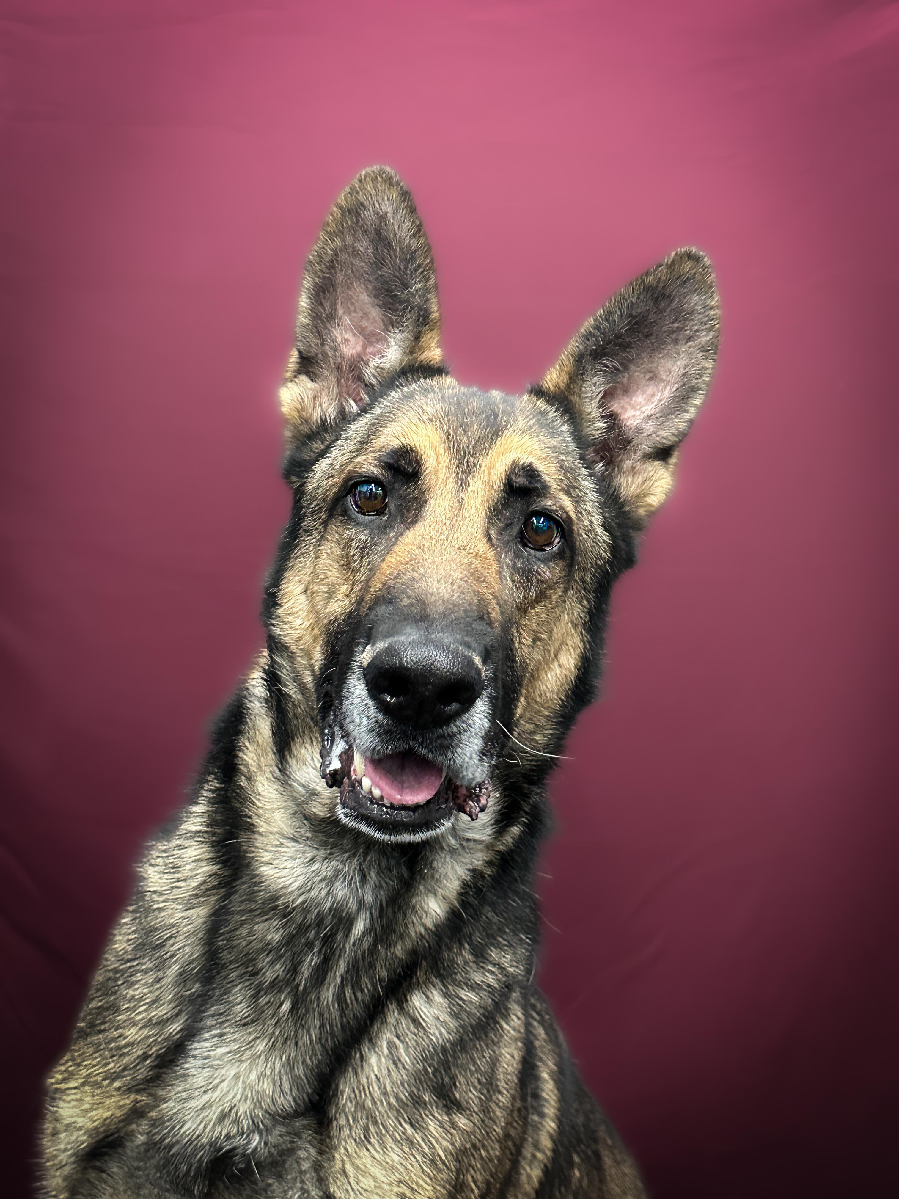 Enlarge Enzo, a Adoptable mixed breed in Las Vegas, NV image 2/6