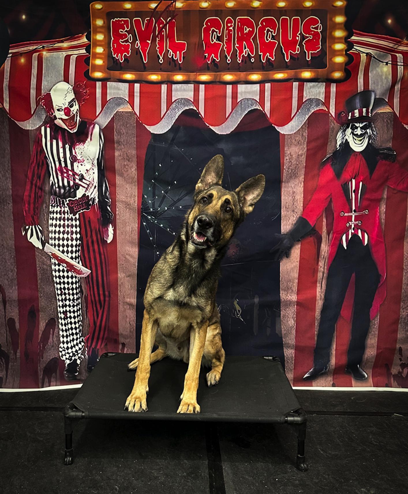 Enlarge Enzo, a Adoptable mixed breed in Las Vegas, NV image 2/6