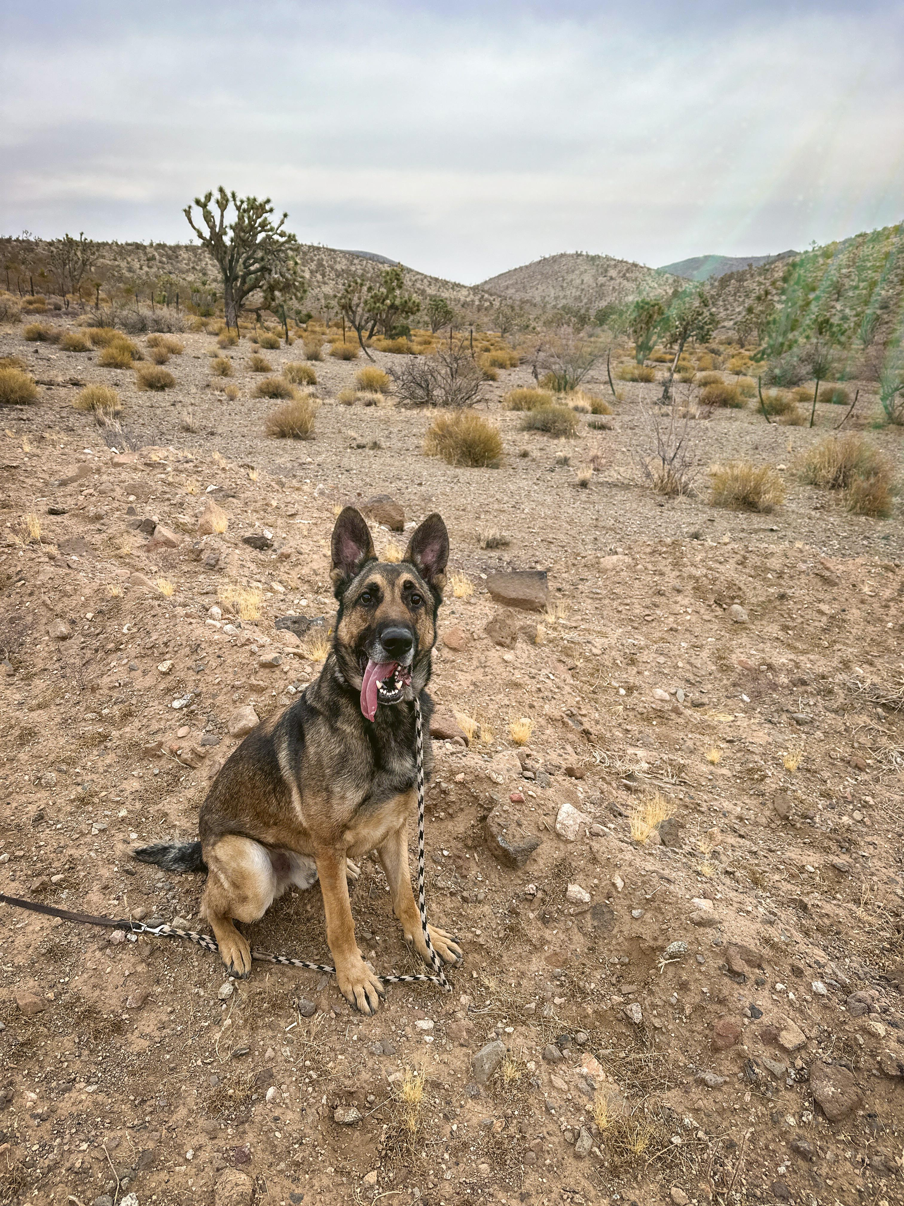 Enzo, Adoptable, Adult Male German Shepherd Dog & Belgian Shepherd / Malinois.