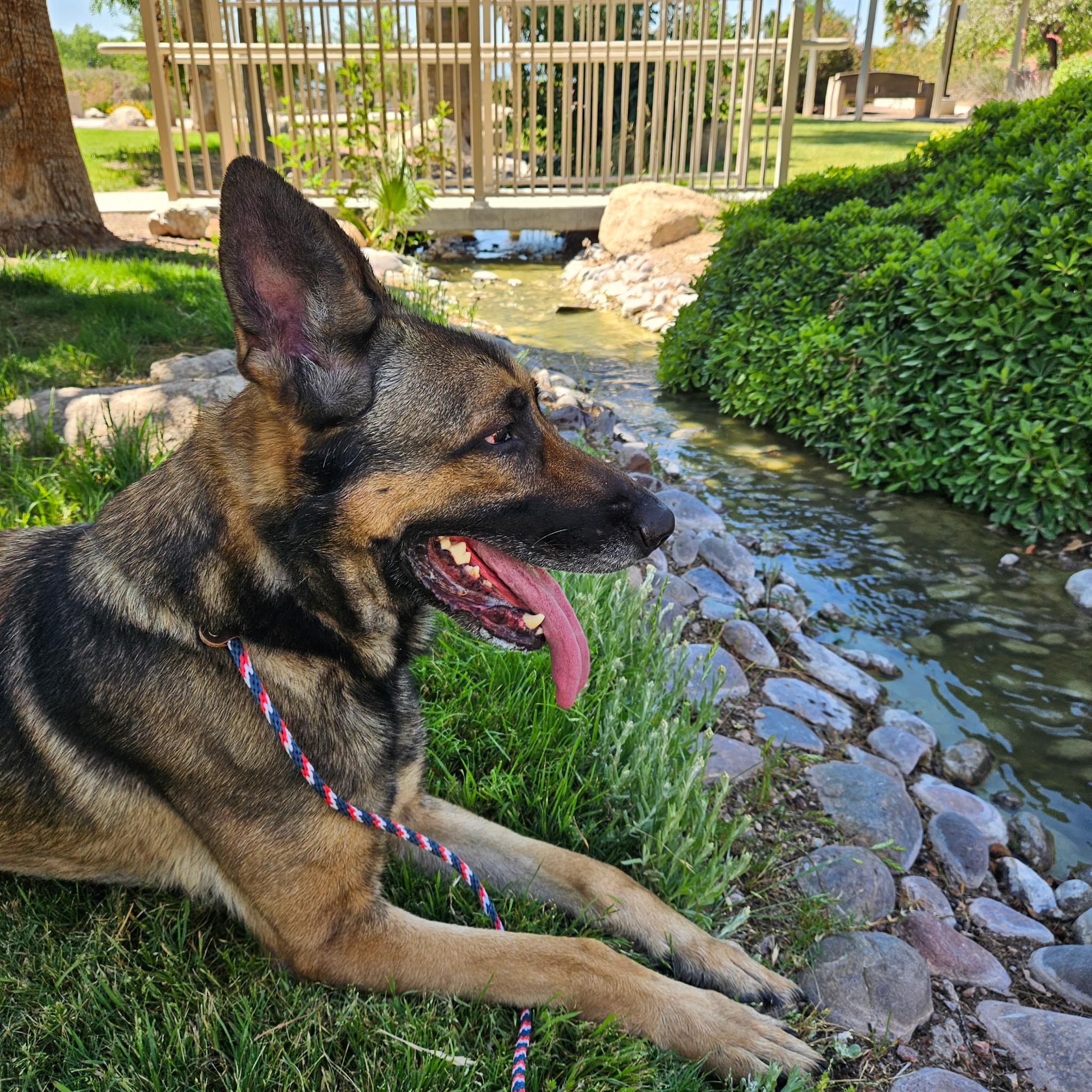 Enlarge Enzo, a Adoptable mixed breed in Las Vegas, NV image 6/6